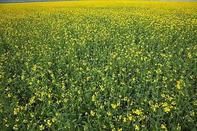 弹幕RPG《东方恋迷踪: 妖怪传说与幻想之旅》2022年登陆Steam